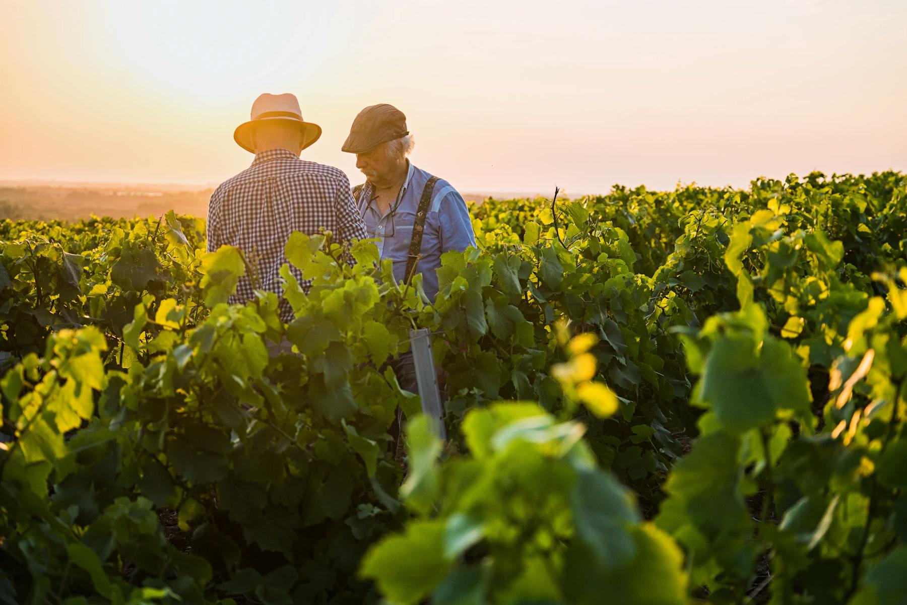 Bordeaux winegrowers